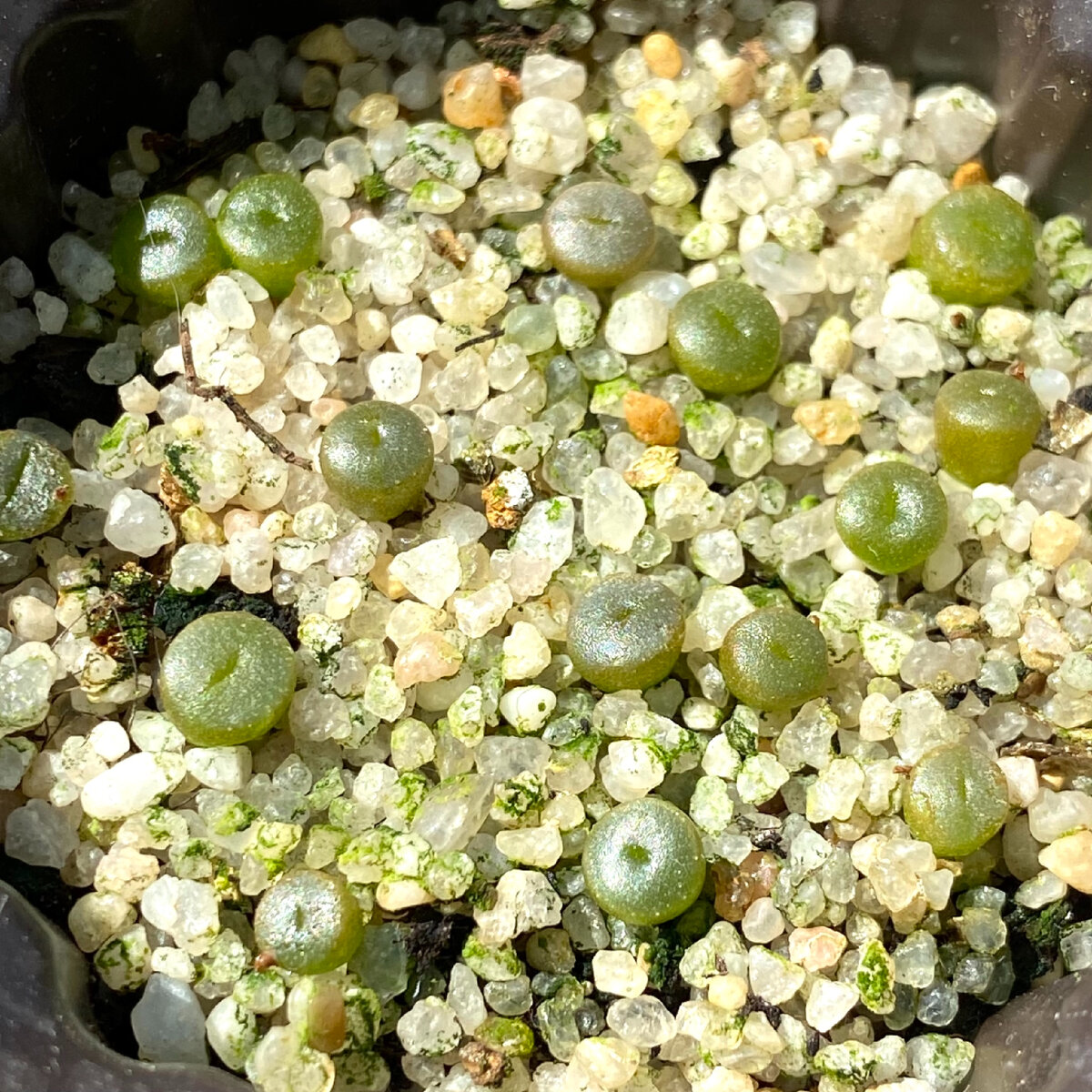 Lithops gracilidelineata C367