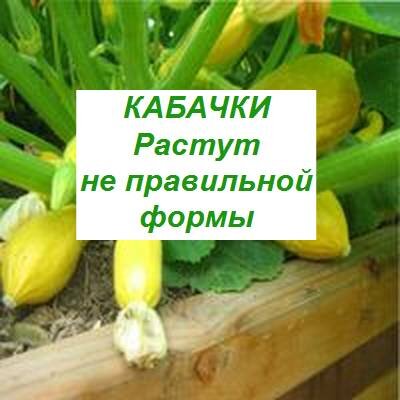 кабачки растут неправильной формы