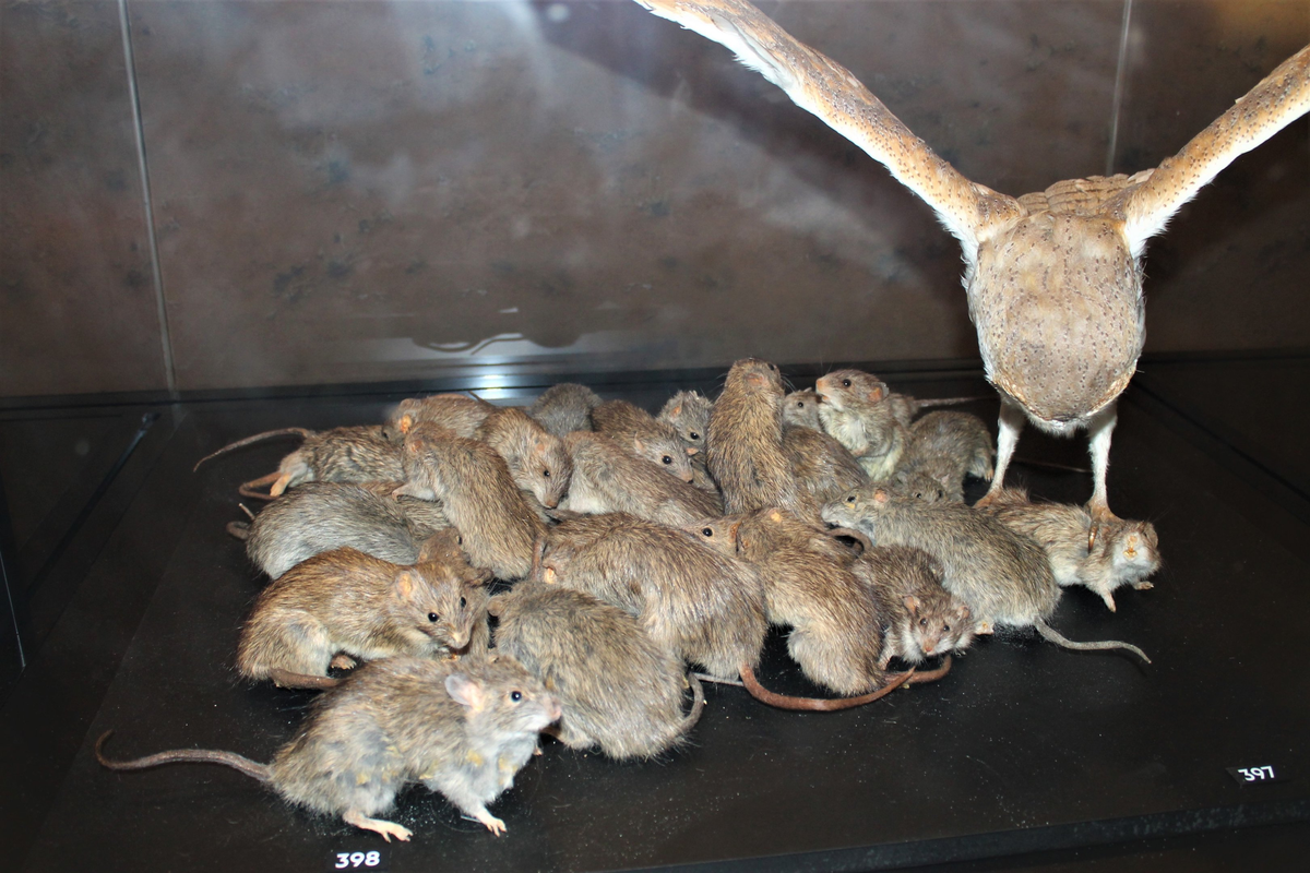 Экспозиция наглядно показывает, какое количество крыс на квадратный метр бывает во время всплеска рождаемости. 