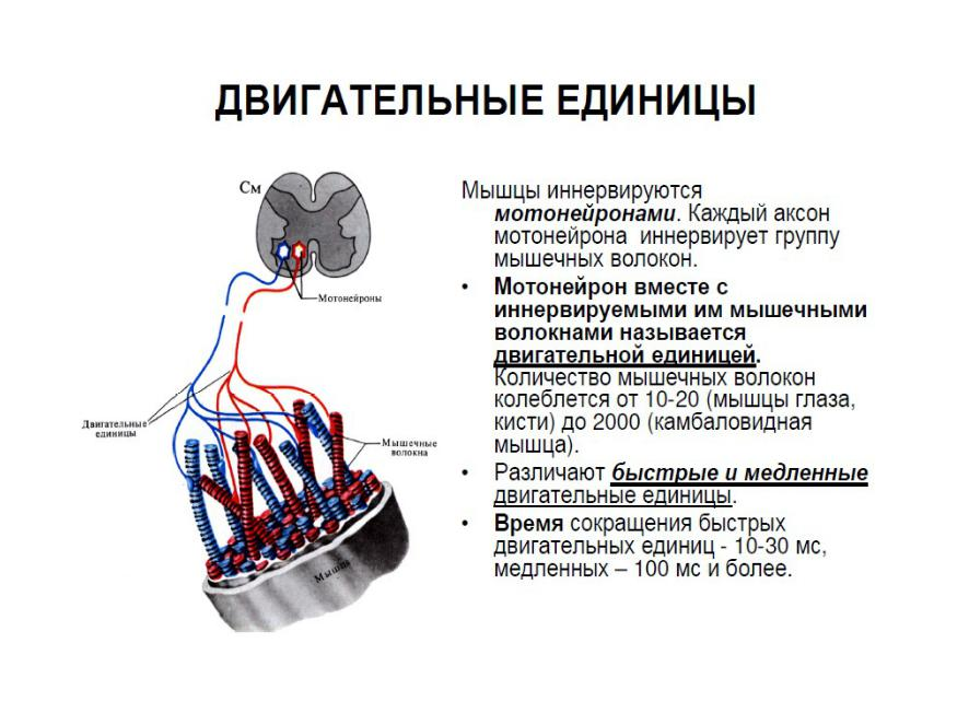 Двигательная единица – это группа мышечных волокон, которые иннервируются одним мотонейроном. 