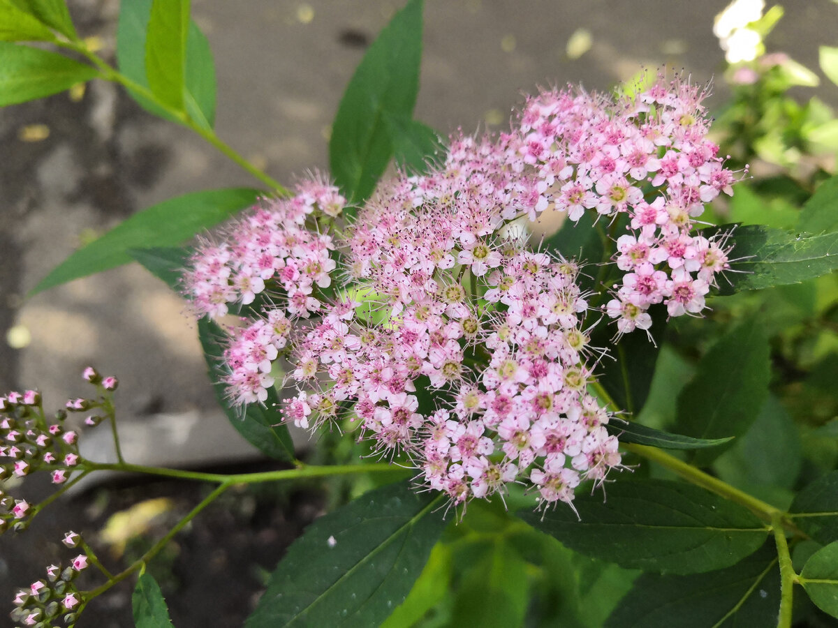 вроде это она,да?