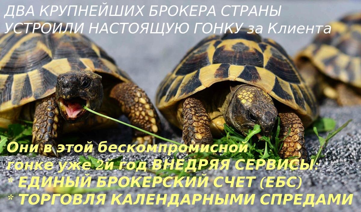 Вот примерно так выглядят брокеры гос банки на субъективный авторский взгляд )))
