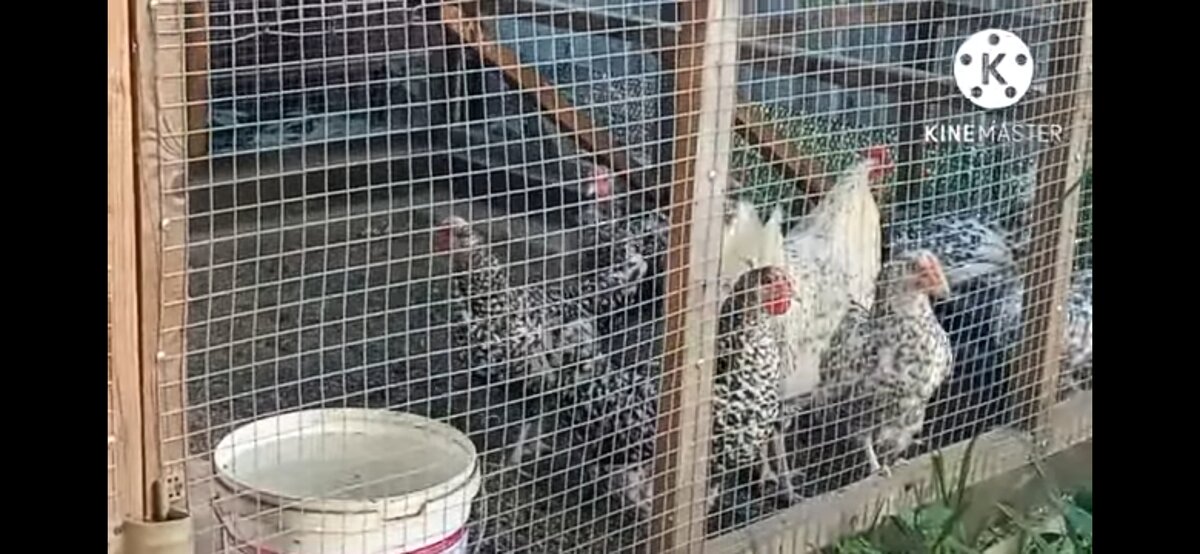 Новые курочки в вольере.