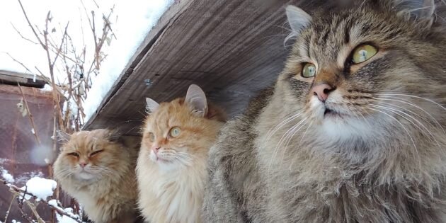 Кадр: Alla Lebedeva / YouTube📷
