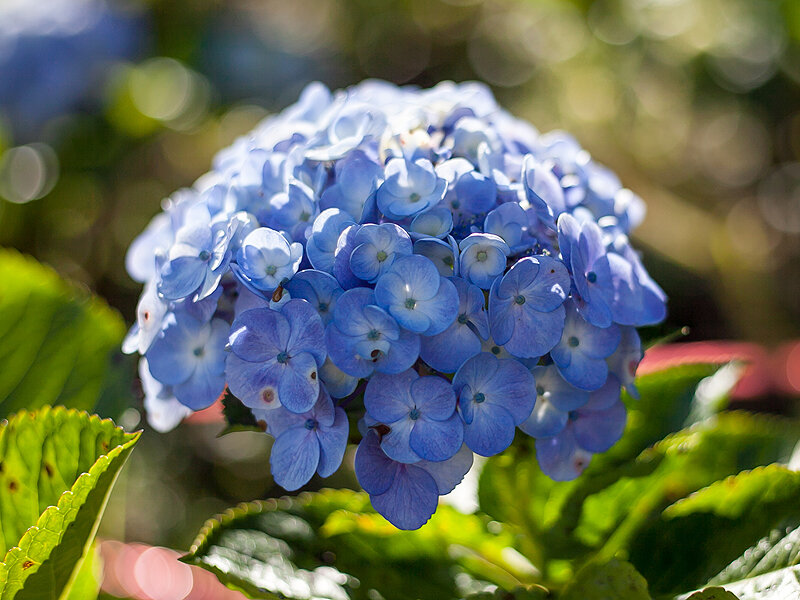 синяя гортензия
