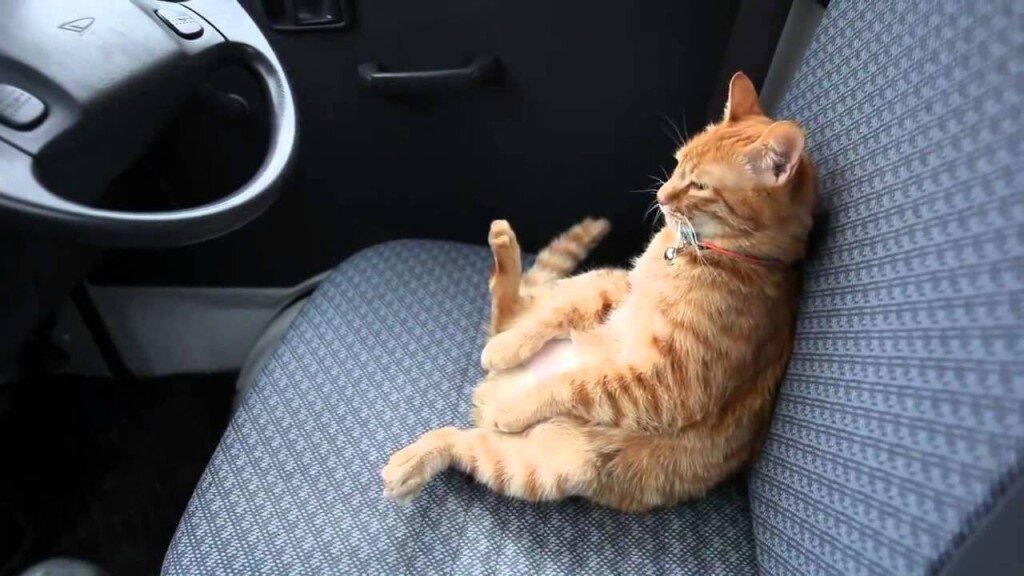 Белый котик на машине