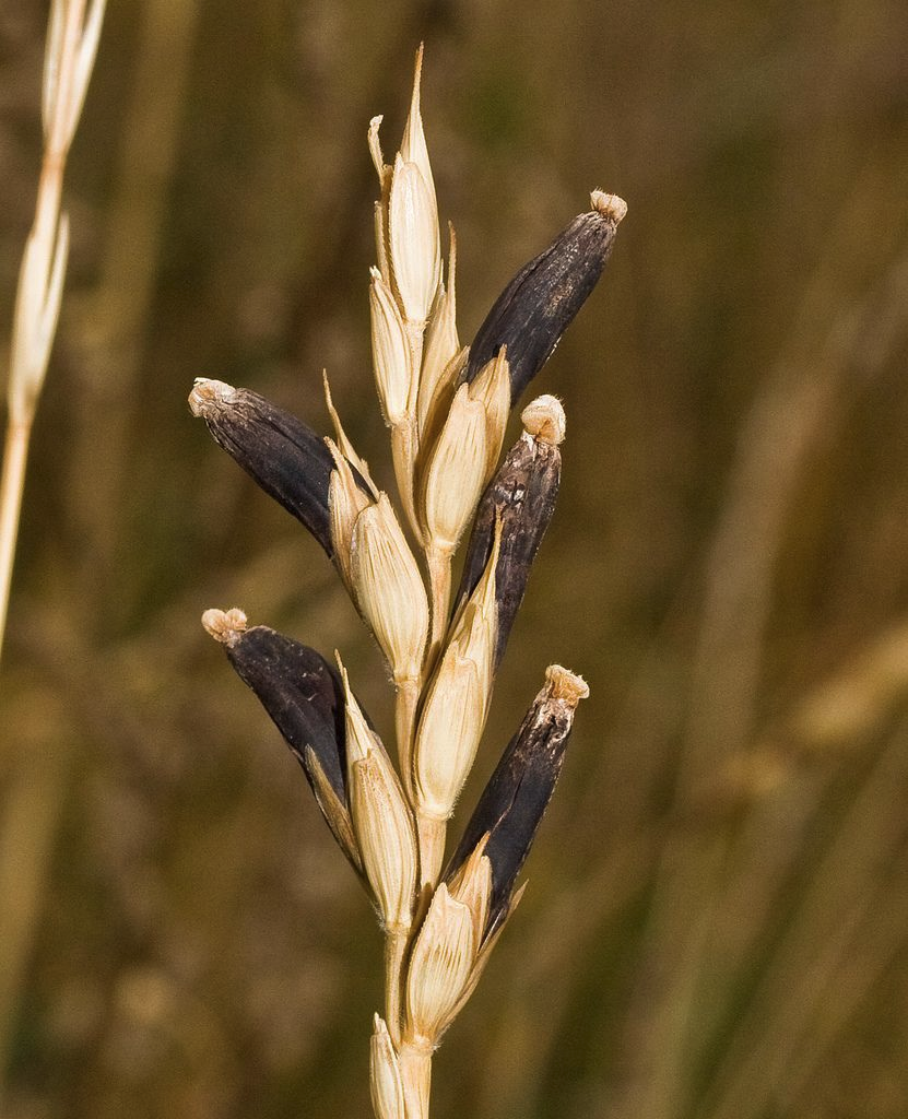 Спорынья пурпурная. Спорынья гриб. Спорынья (Claviceps). Claviceps purpurea – спорынья пурпурная.