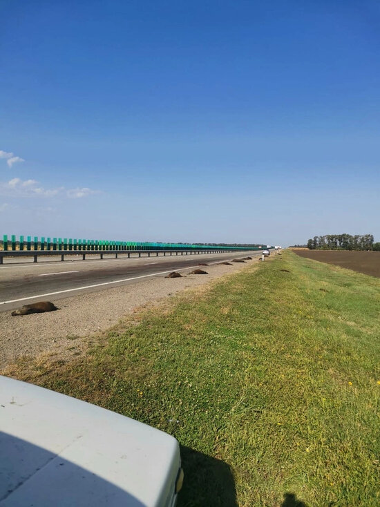     Фото: Минприроды Кубани