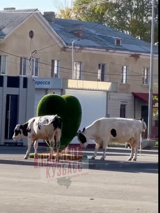     Фото: Инцидент Кузбасс