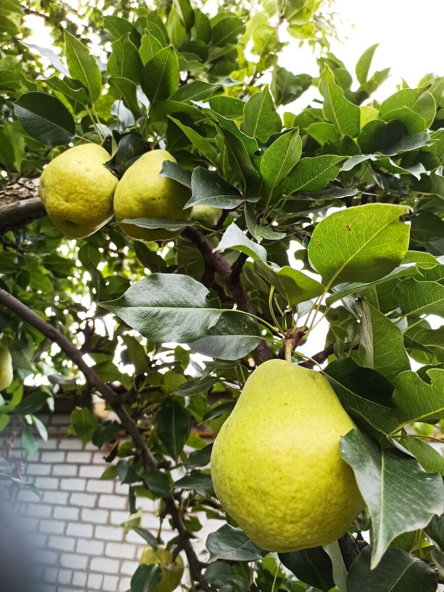 Урожай подписчицы Дачного агронома 