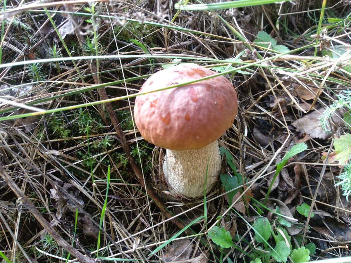 Это тоже хорош