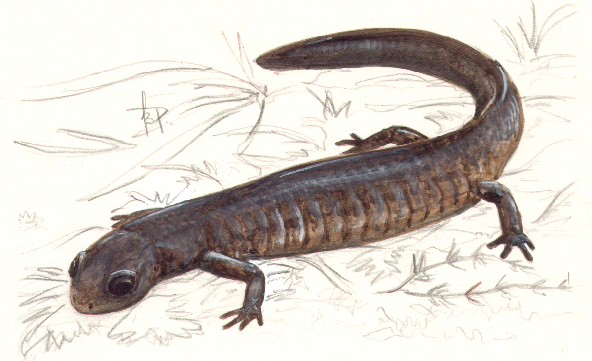 Источник фото: https://redbook.permecology.ru/