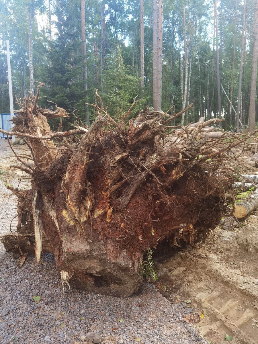 Школа ландшафтного дизайна. Урок тридцать третий: рутарий