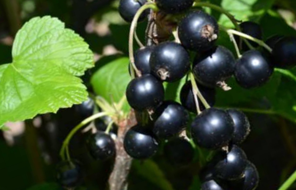 Чёрная смородина