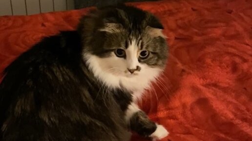 КУЗЯКА | И снова на манеже оливка! | Дзен