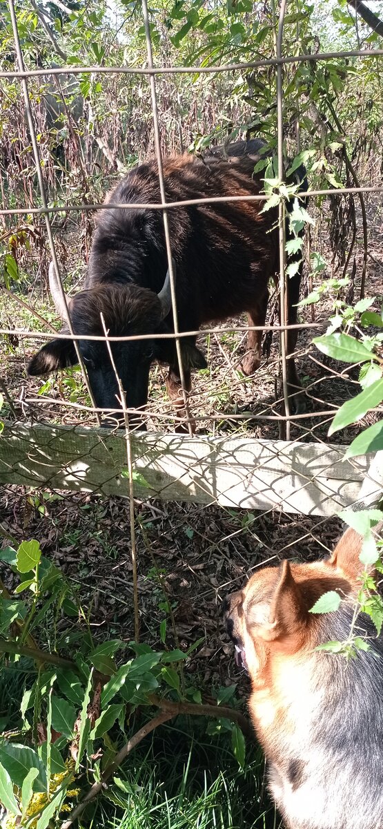 Никто не пройдет, хозяйка, не беспокойся!