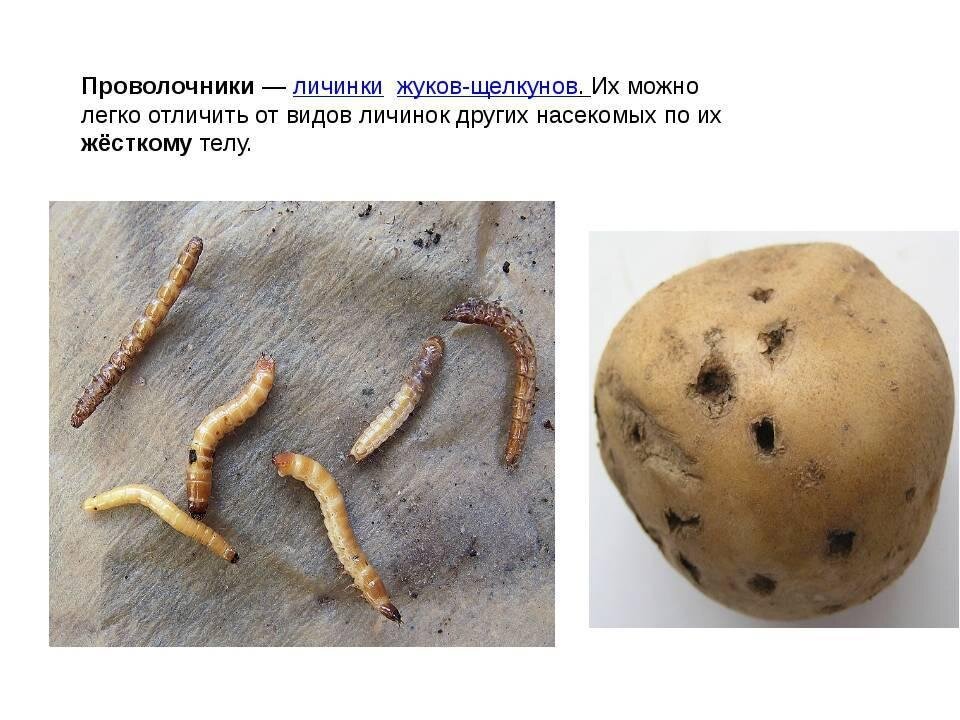 Вредители картошки в земле фото и описание
