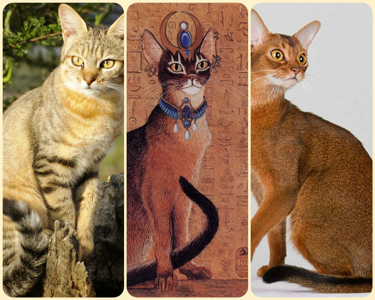 Выставка абиссинских кошек
