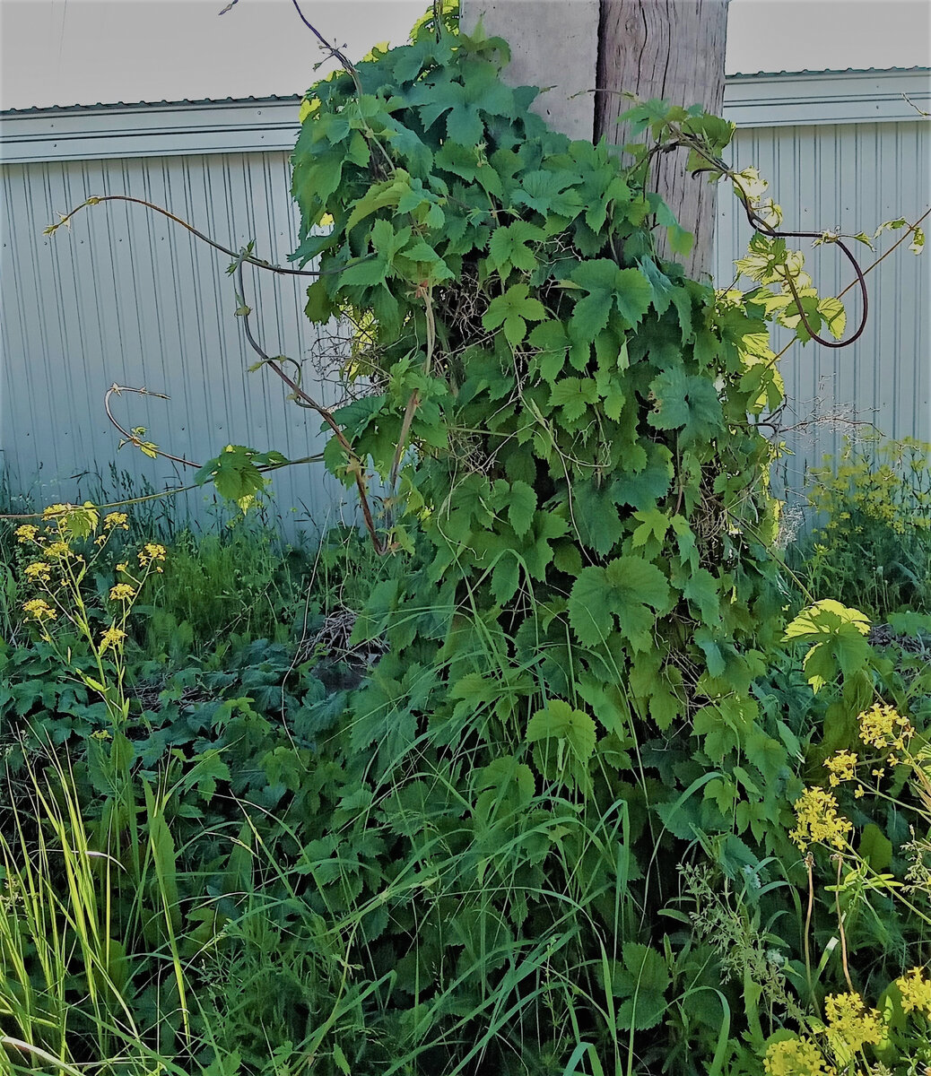 Дикий хмель. Фото автора канала.