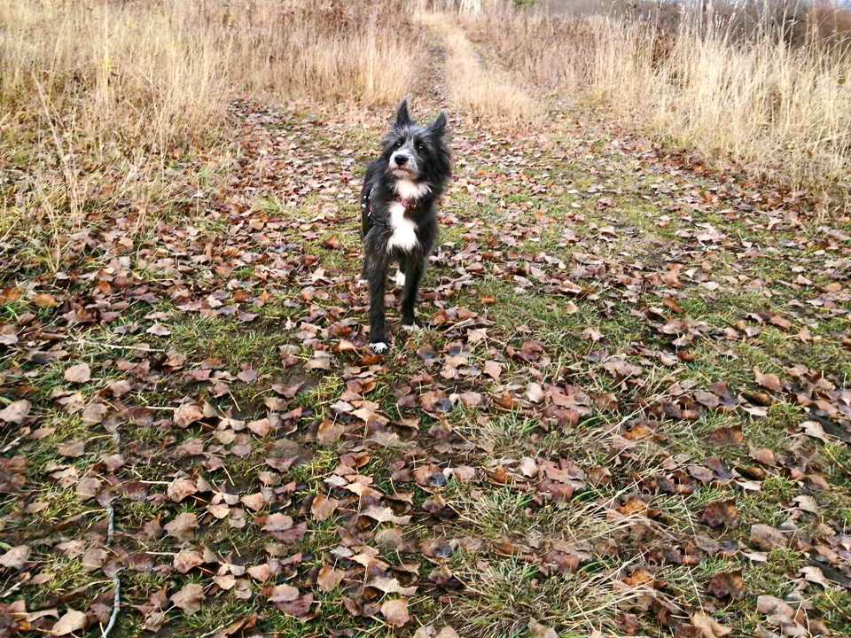 Муха на прогулке