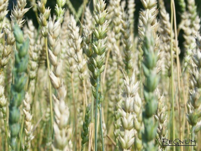    Зерно Светлана Шаповалова © ИА REGNUM