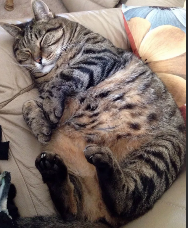 яндекс фото