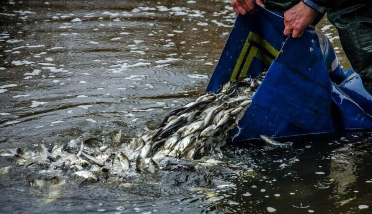    В водоемы Оренбуржья запустили мальков стерляди, сазана и толстолобика Кристина Просвиркина