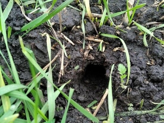     фото: Филиал ФГБУ"Россельхозцентр"по Тульской области