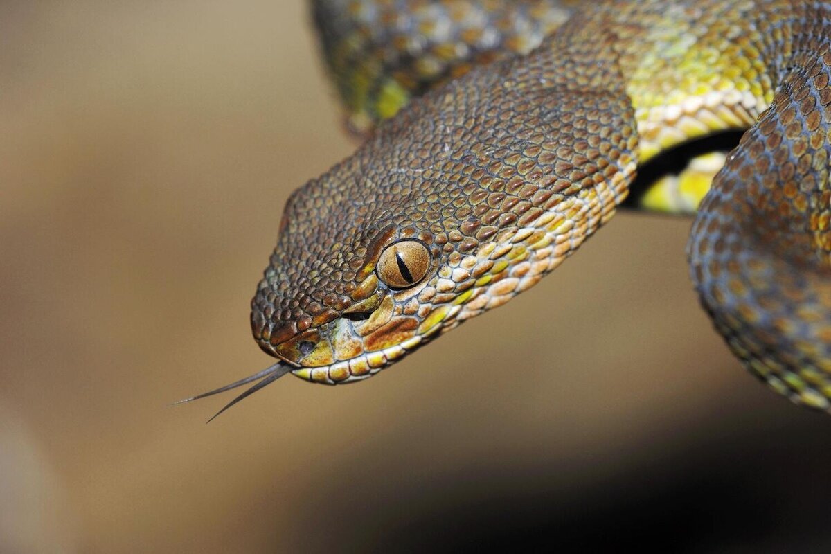     К чему снятся змеи: как растолковать сон