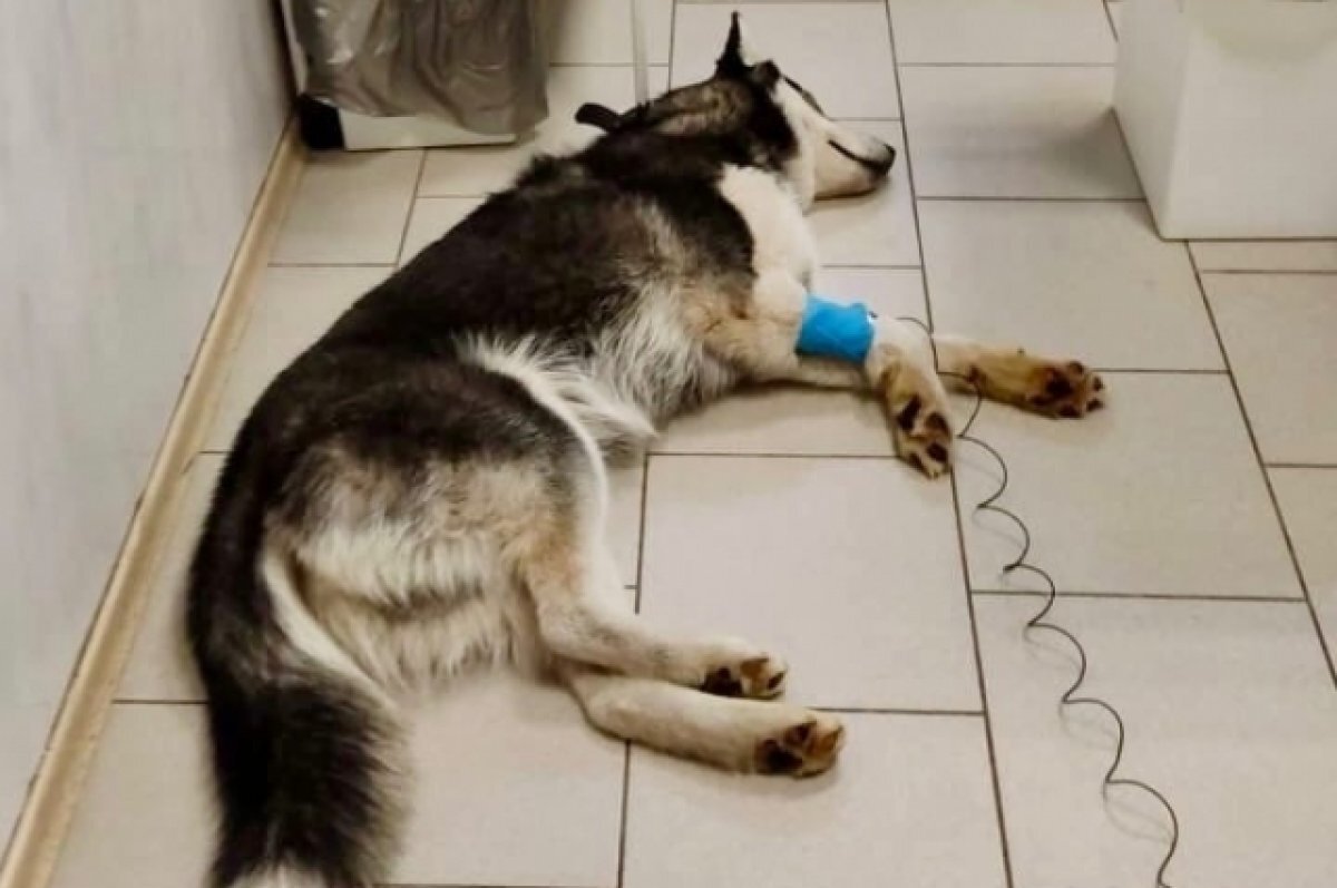    В Твери волонтеры спасают хаски, которую укусил зараженный клещ