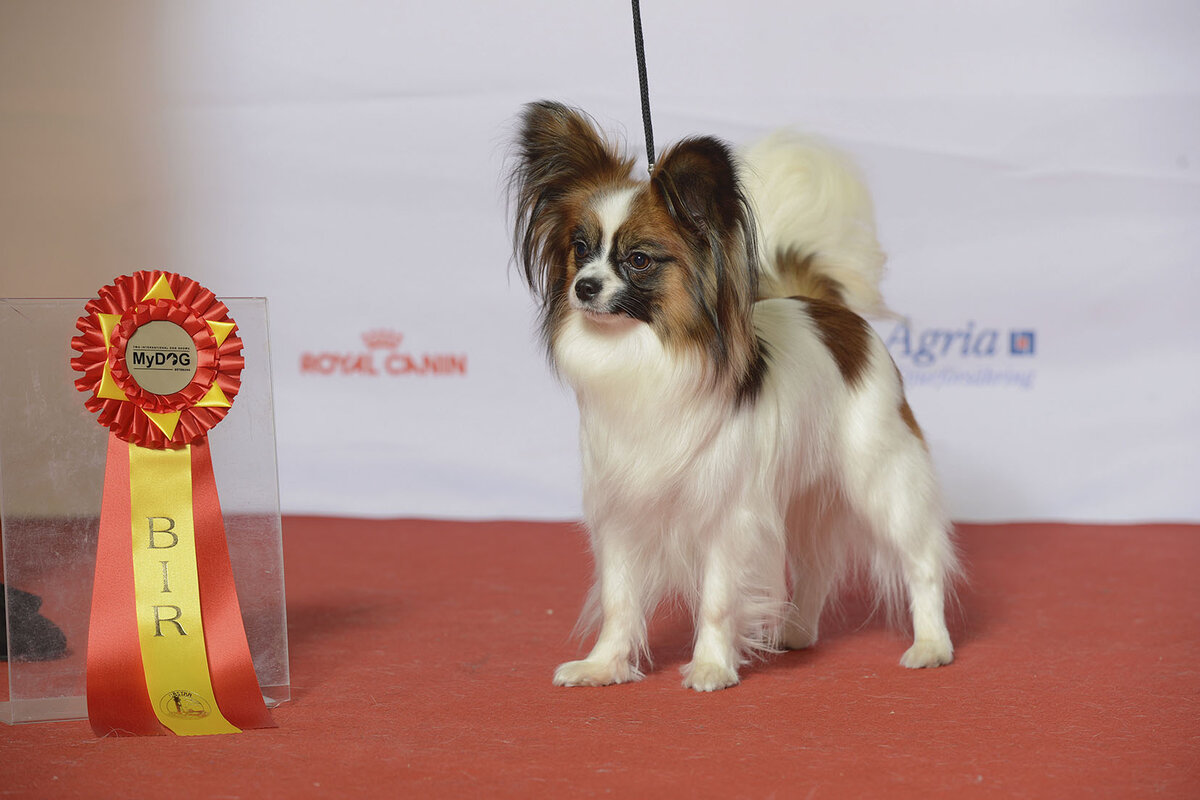 papillon - бабочка