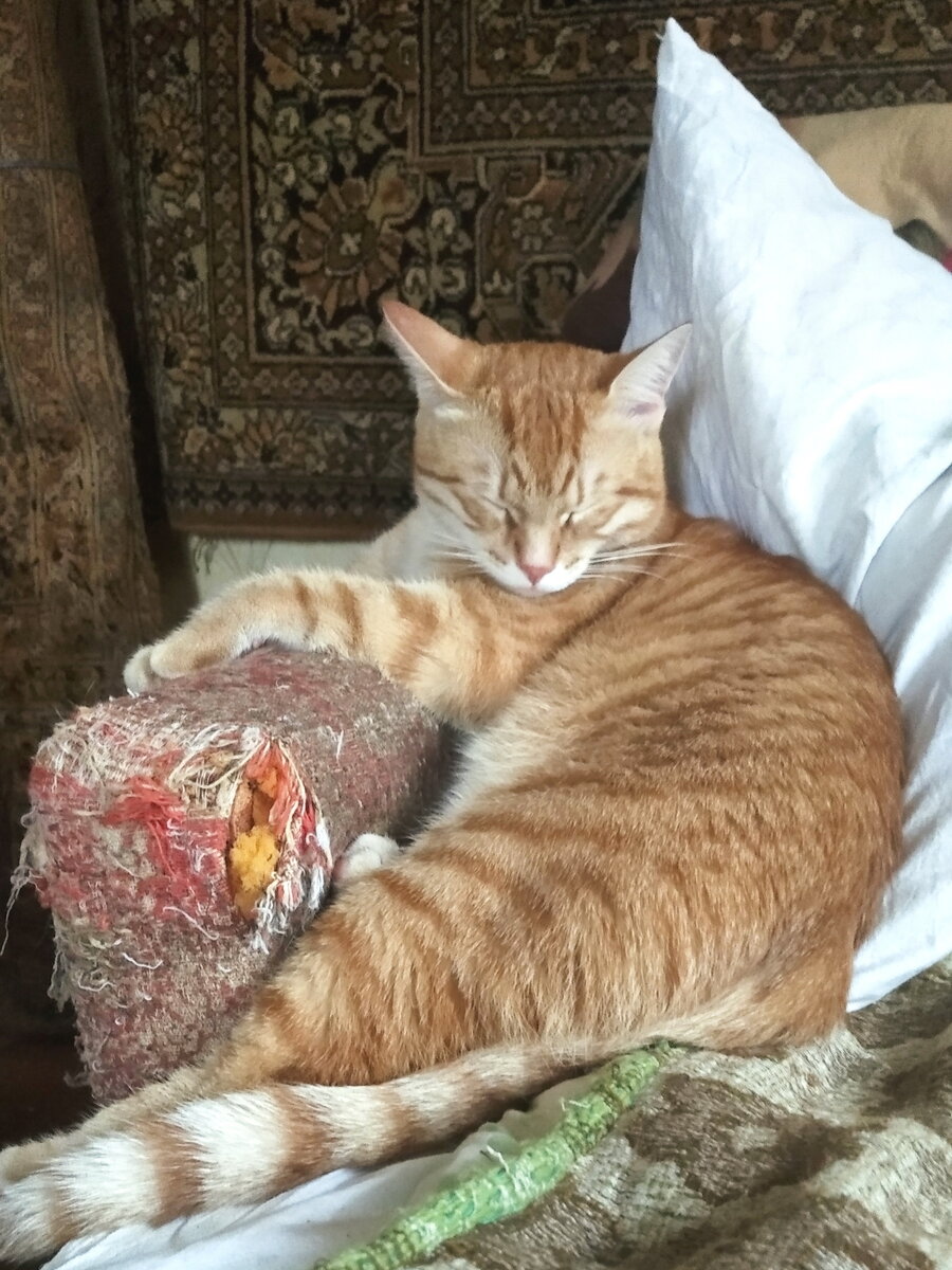 Сеня/кот. \" Делу - время, потехе - час.\" | Семен Кот | Дзен