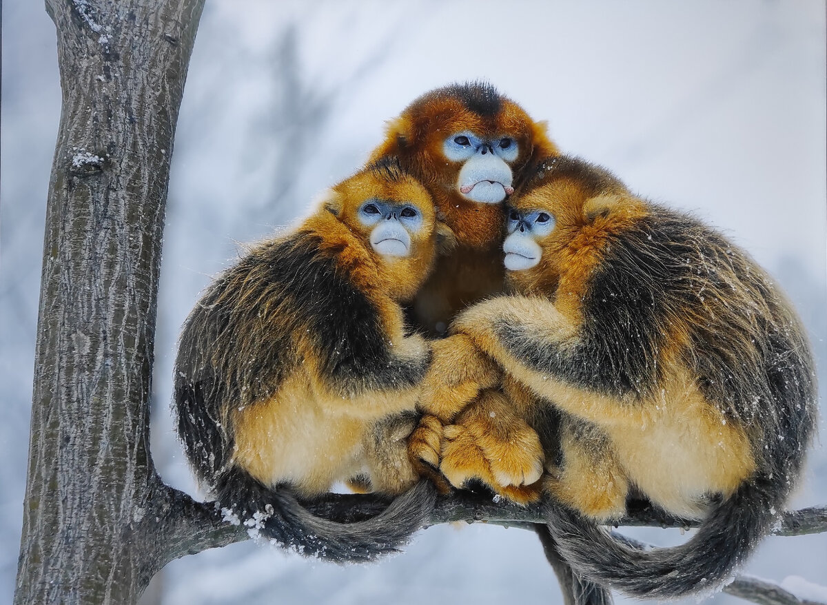 "Вместе теплее", фотограф Миньцян Лю (Китай)