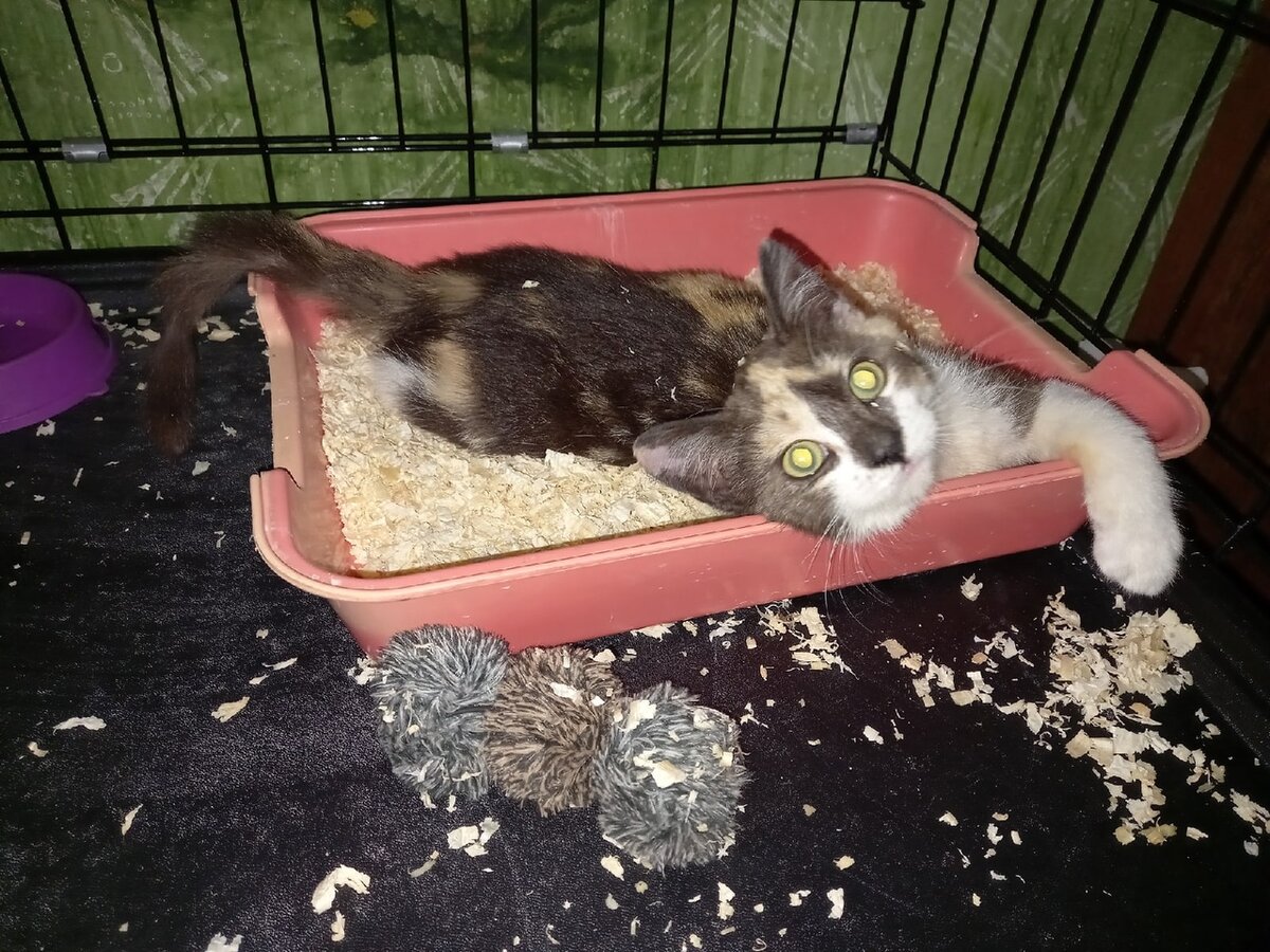 Клёпушка в новой "квартире": вот кто мне поверит, что я всего 5 минут назад почистила ей клетку? (Фото из личного архива автора).