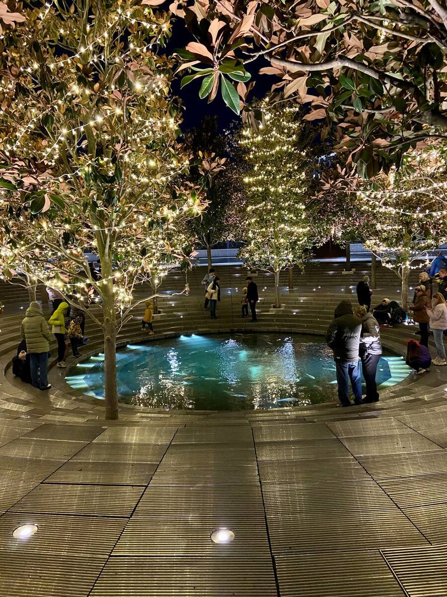 Карпы кои зимуют в парке Галицкого. Краснодар, 11.12.2021