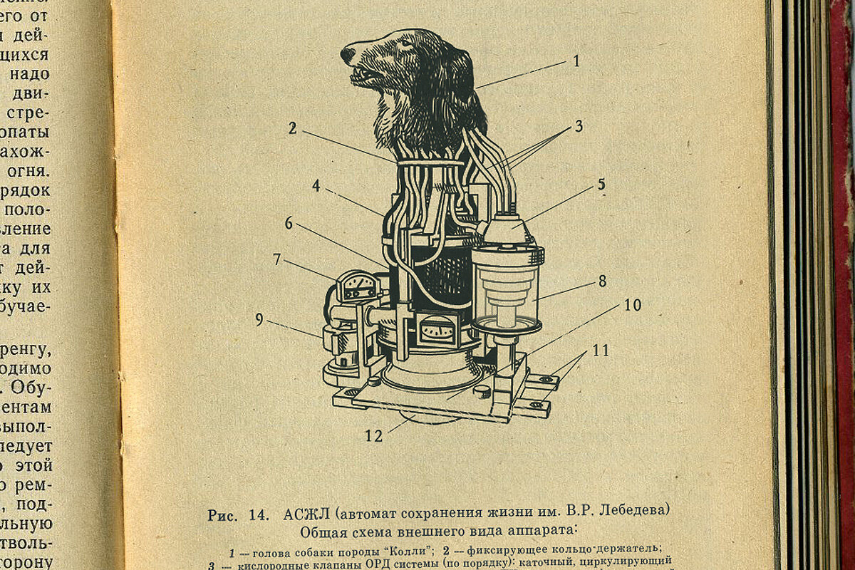 АСЖЛ. Ист.: https://clck.ru/32dFeh