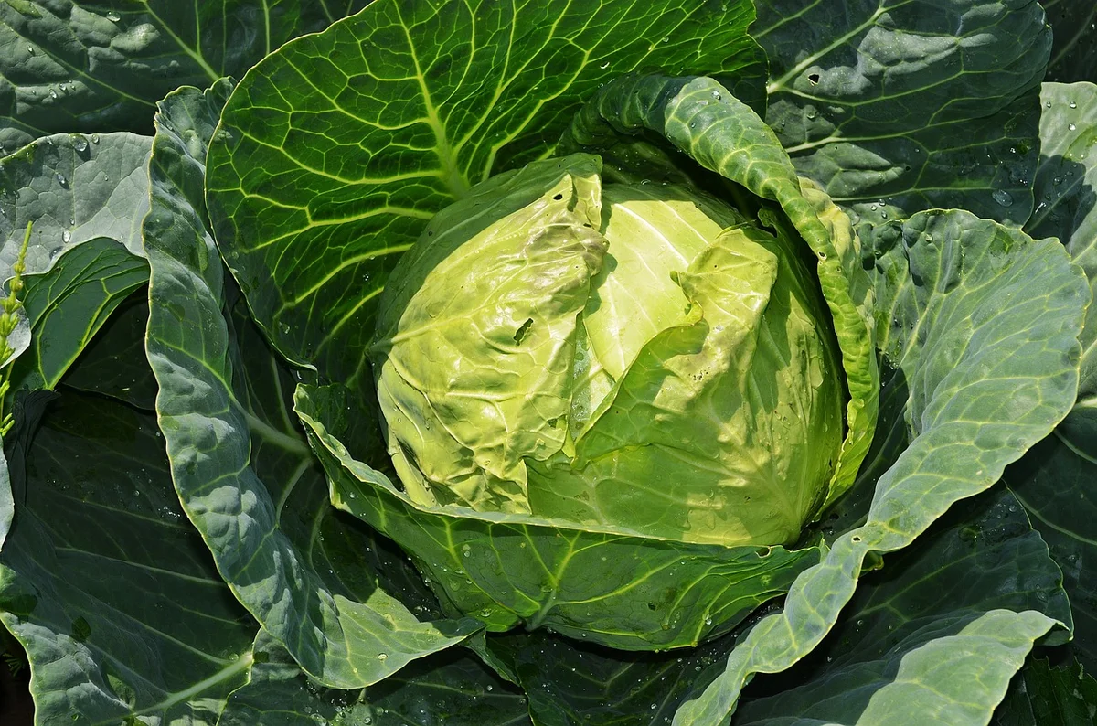 Капуста Огородная Brassica. Белокочанная капуста на кето. Капуста белокочанная на грядке. Плод капусты огородной.