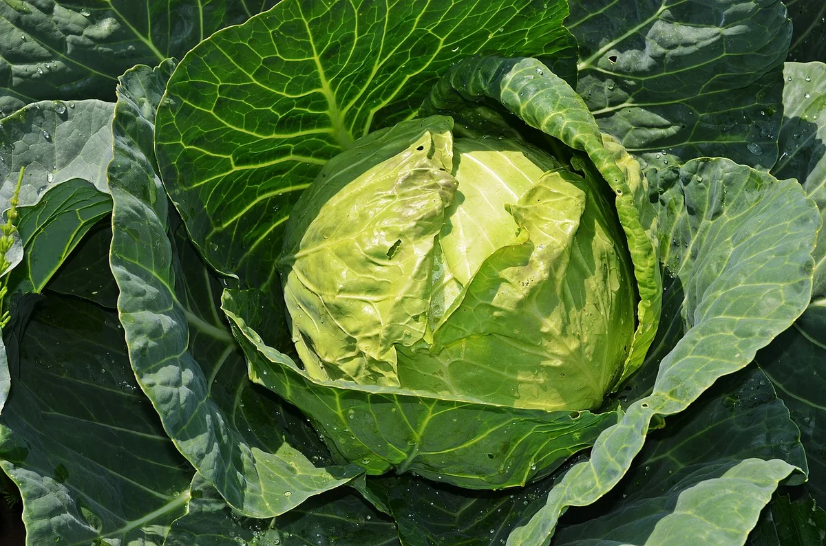 Кочан капусты. Капуста Огородная Brassica. Белокочанная капуста на кето. Капуста белокочанная на грядке. Плод капусты огородной.