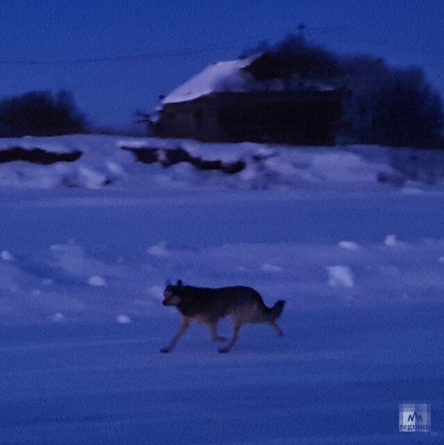    Волк Владимир Станулевич © ИА REGNUM