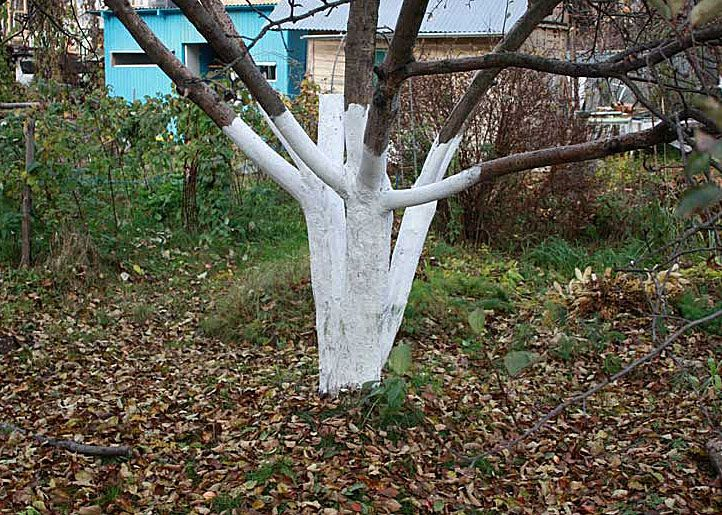 Типа побелили, а по факту покрасили!! А это НЕЛЬЗЯ