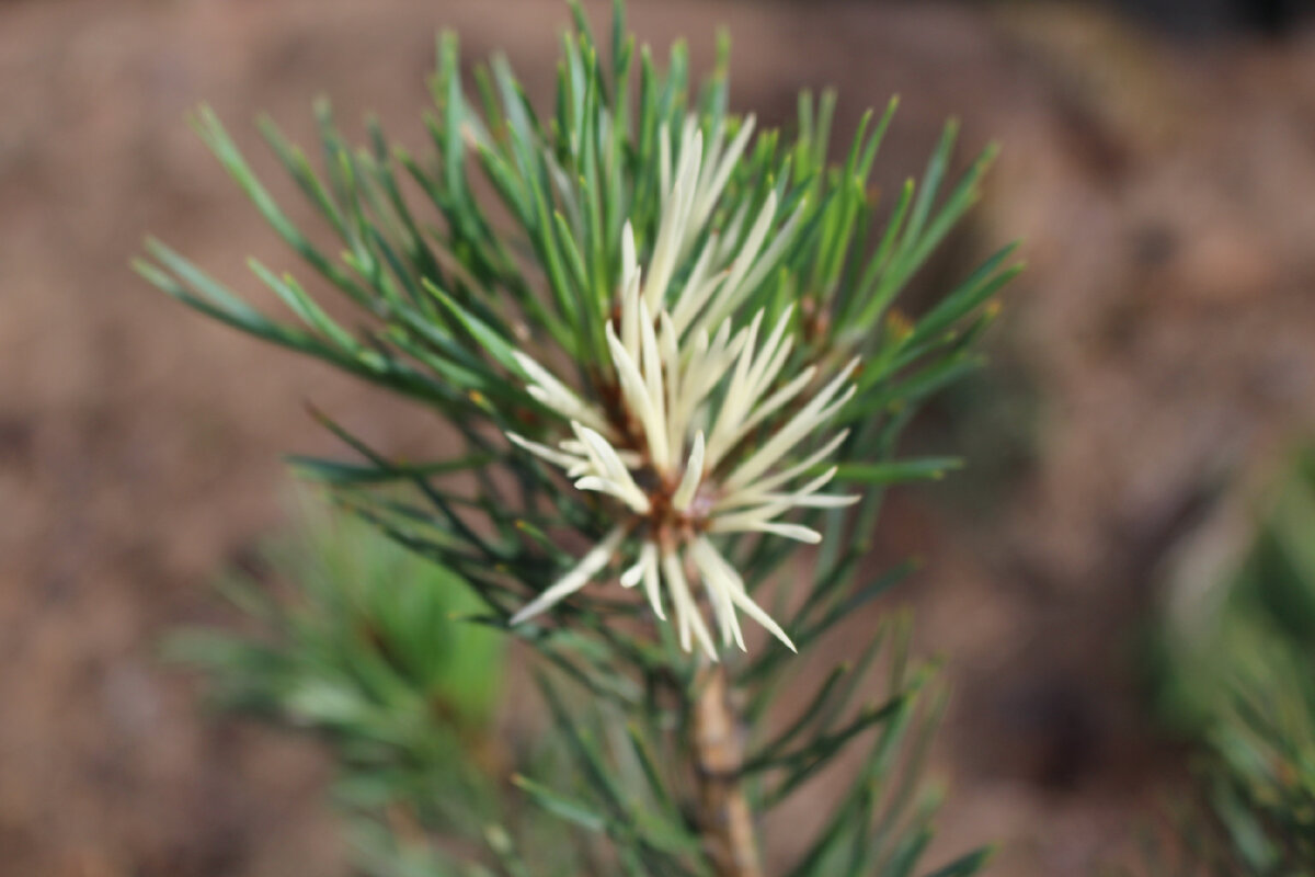 Наш сад в июле