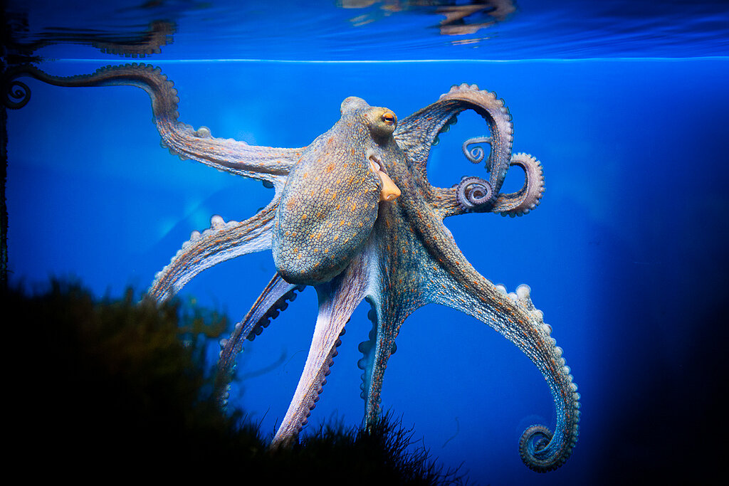 Tentacles Giant pacific octopus, Octopus, Animal photography