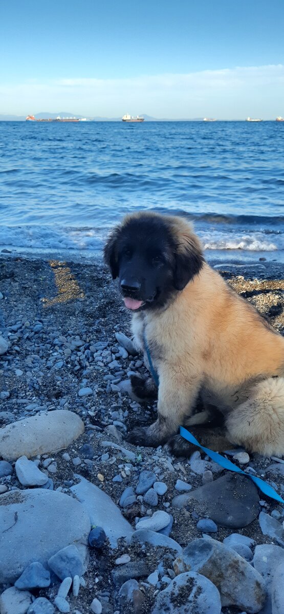 Такой наша бусинка к нам приехала