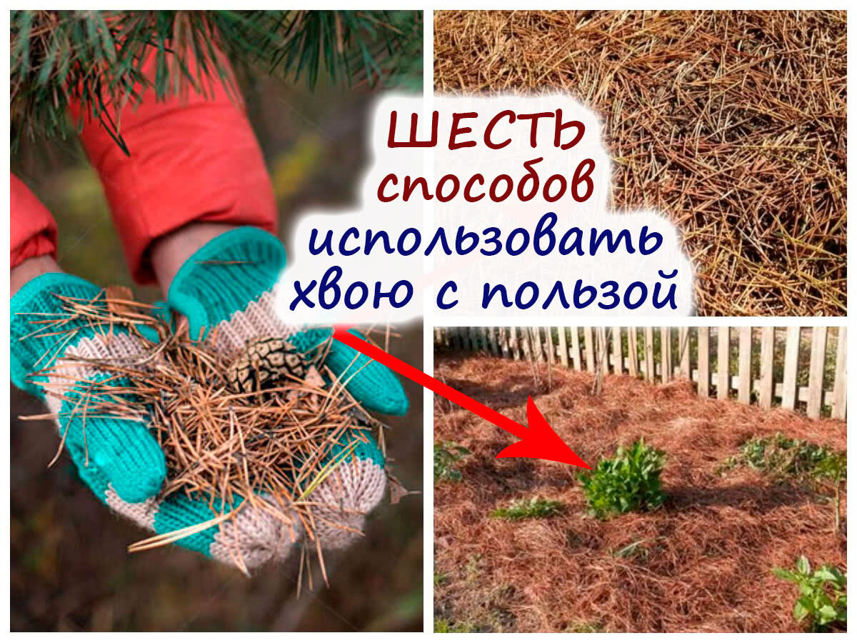 Ель закисляет почву за счет опадающих иголок. Хвоя в огороде. Сосновые иглы для огорода. Лапник на огороде.