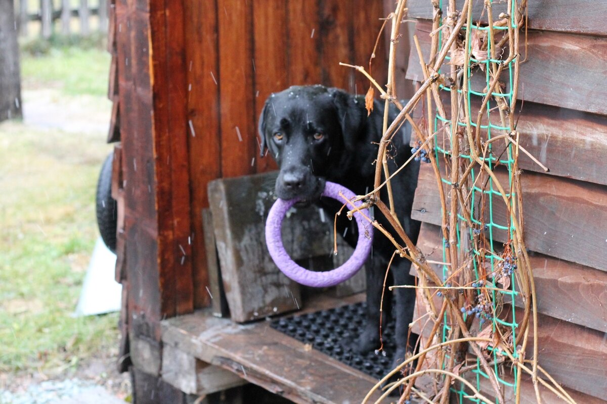 Боре не нравится