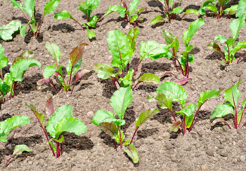 Какой квас готовят старообрядки из запеченной свеклы...