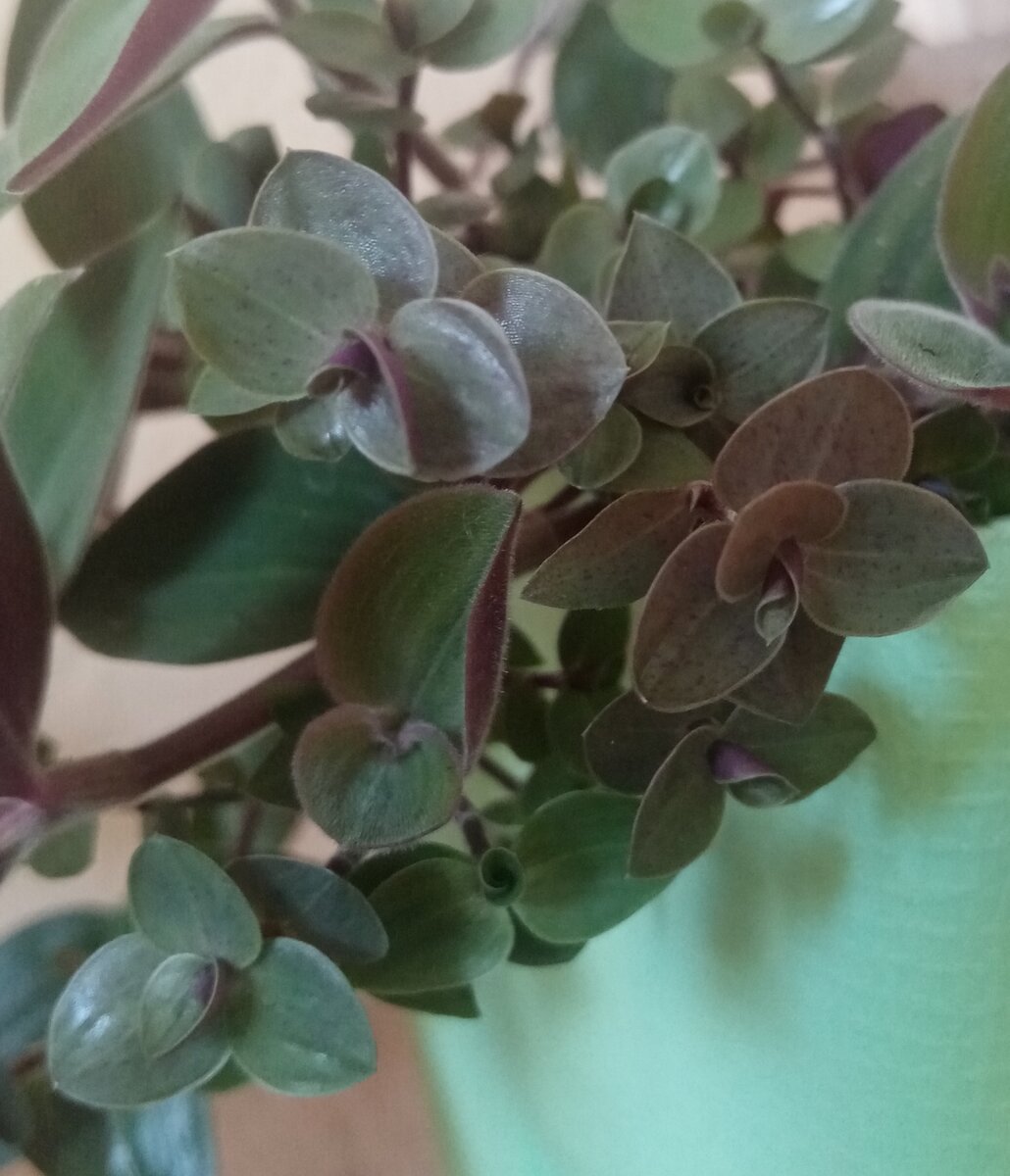 У зеленолистной каллизии на солнце бывают веснушки