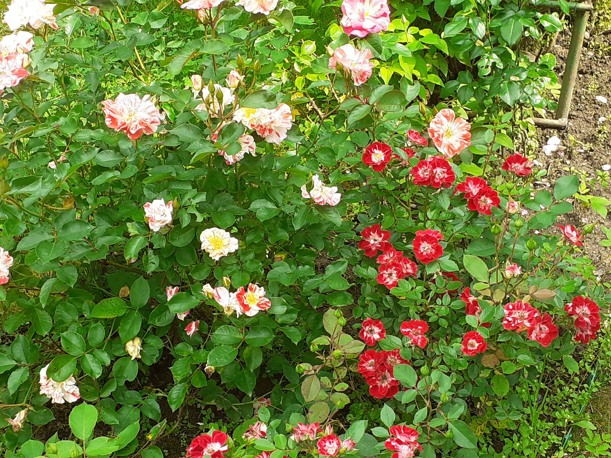 Wonderful News и Boccachio