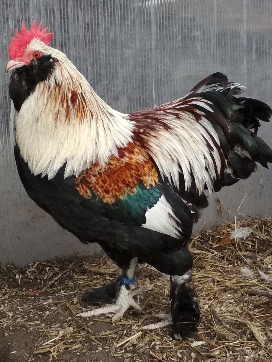 Красавец Фавероль