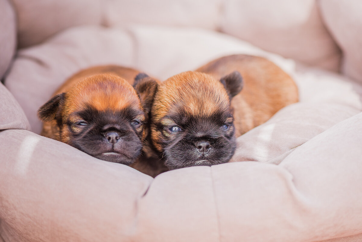 Щенки малый брабансон и брюссельский гриффон. Дочери Феникса
